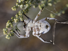 Stegodyphus lineatus
