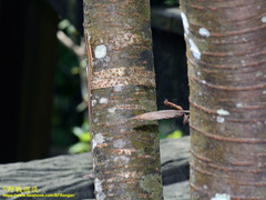 Takydromus formosanus