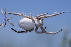 Stegodyphus lineatus