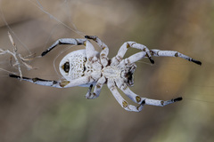 Stegodyphus lineatus