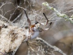 Stegodyphus lineatus
