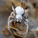 Velvet Spiders - Photo (c) Анатолий Озерной /Anatoly Ozernoy, some rights reserved (CC BY-SA), uploaded by Анатолий Озерной /Anatoly Ozernoy