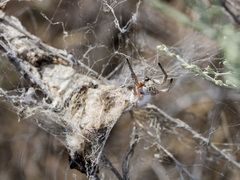 Stegodyphus lineatus