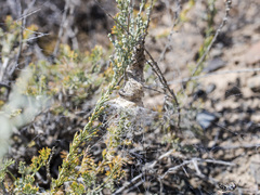 Stegodyphus lineatus