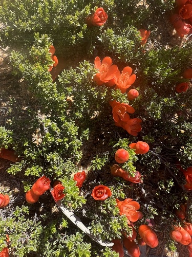 Image of Balaustion pulcherrimum by (c) Katherine Parys, some rights reserved (CC BY)