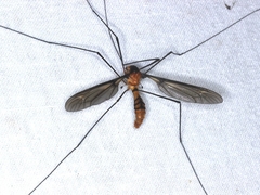 Leptotarsus clavatus