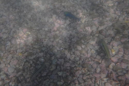 Thalassoma cupido