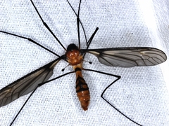 Leptotarsus clavatus
