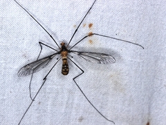 Leptotarsus clavatus