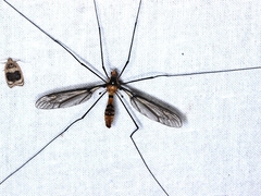 Leptotarsus clavatus