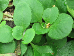 Chrysosplenium pilosum