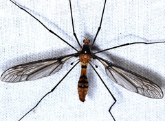 Leptotarsus clavatus