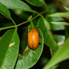 Podontia lutea