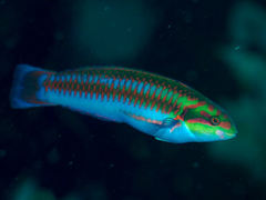 Cupid Wrasse photo 1