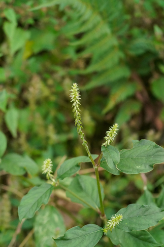Achyranthes bidentata, photograph 6