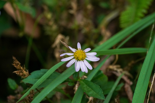 Image of Aster yomena by (c) WATANABE Hitoshi 渡辺仁, some rights reserved (CC BY)