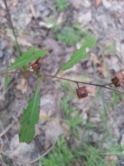 Ludwigia alternifolia