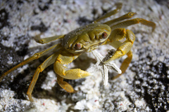 Geograpsus