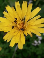 Brassicogethes aeneus