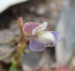 Utricularia uliginosa
