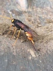 Urocerus gigas