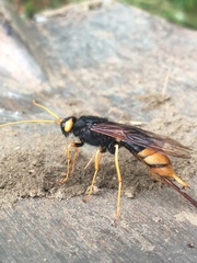 Urocerus gigas
