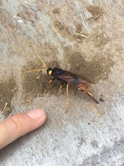 Urocerus gigas
