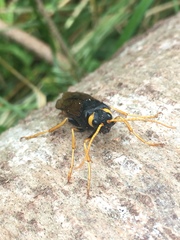 Urocerus gigas