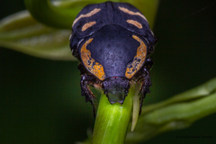 Clinteria klugi