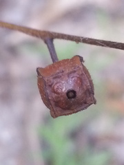 Ludwigia alternifolia