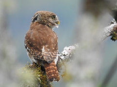 Peruvian Pygmy-Owl photo 3