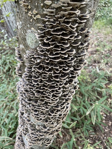 Trametes versicolor