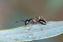 Camponotus hartogi