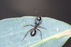 Camponotus hartogi