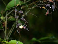 Eurema blanda arsakia