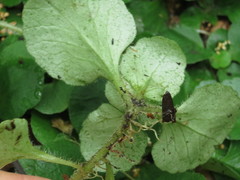 Chrysosplenium pilosum