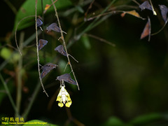 Eurema blanda arsakia