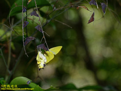 Eurema blanda arsakia