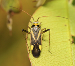 Adelphocoris