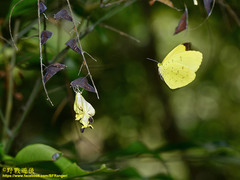 Eurema blanda arsakia
