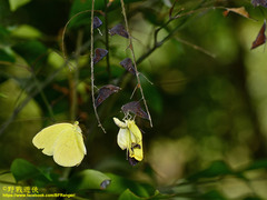 Eurema blanda arsakia