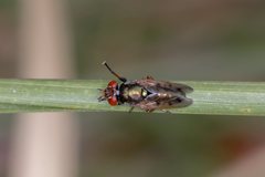 Duomyia