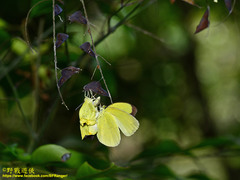 Eurema blanda arsakia