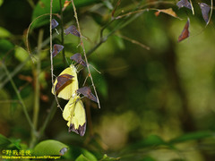 Eurema blanda arsakia