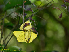 Eurema blanda arsakia
