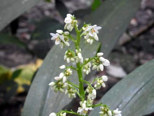 Angel hands (Xiphidium caeruleum)