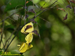 Eurema blanda arsakia