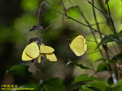 Eurema blanda arsakia