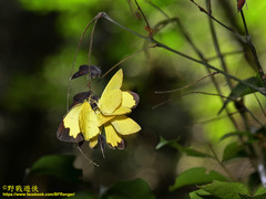 Eurema blanda arsakia