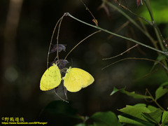 Eurema blanda arsakia